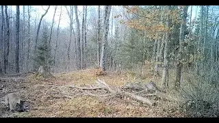 Michigan Cougar caught preying on deer in Upper Peninsula
