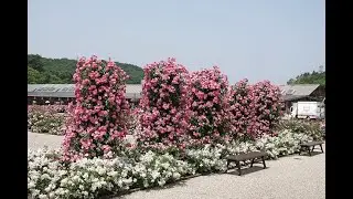 ぎふワールドローズガーデン（ ２）
