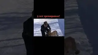 Русский спаниель на охоте