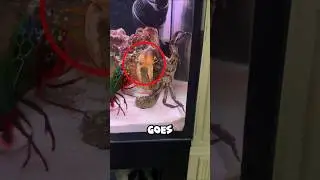 How Mantis Shrimp🦐 Can BREAK CRAB's Chela Pad🦀😱