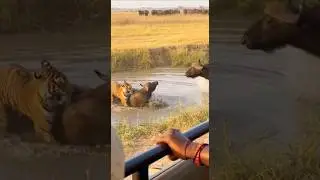 Tiger Attacks Buffalo in Water&hellip; Herd Rushes to Save 😱🐅