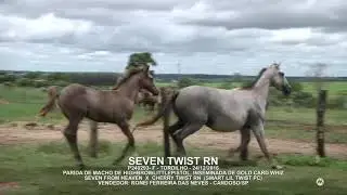 SEVEN TWIST RN