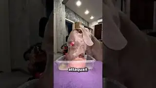 Les Chiens Sont Vraiment Intelligents !
