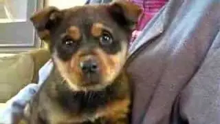 ARF Ontario - Frazier
