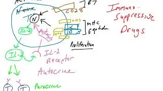T cell proliferation