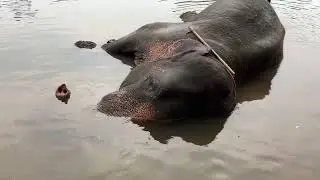 Elephant bathing and feeding and elephant attack Coorg dubare elephant camp