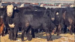 Lazy J Cattle Co. - 675# February Delivery Heifers - 78 Head (Gem, AB)
