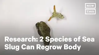 Sea Slugs Can Regrow Bodies After Decapitation