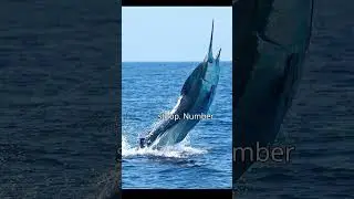 Top 3 Fastest animals!!!  #facts #animals #top3