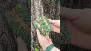 Handle Knife Scales Pair Tropical Epoxy Resin Mixed with Pine Cone Scales Material for making Handle