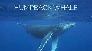 Types of Whales
