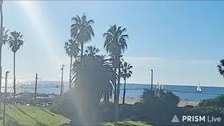 Los Angeles Beach LIVE 🌞⛵ Sunny Day Watching Sailboats & Beach Life #beach #sunny #losangeles