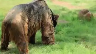 Grizzly bear gets out of the water and shakes like a wet dog
