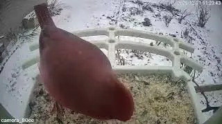 Backyard Birds Feeding | Beautiful Birdwatching Close-Up