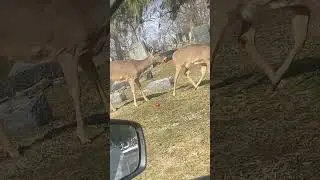 They waited all winter for us #connect #animals #people #peace #trending #deer #graveyard #bliss