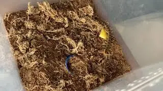 Scolopendra polymorpha Care and Husbandry + Feeding Clips