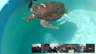 The Turtle Hospital: Virtual Field Trip