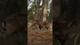 Watch your back!! #deer #ohdeer