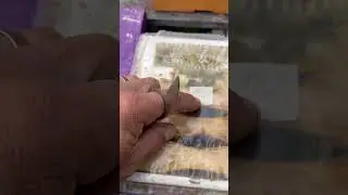Постановка маточника в микронуклеус