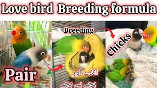 Lovebird Breeding Ka Asaan Tarika! �💖 | Lovebirds Ko Kaise Pair Karein aur Healthy Chicks Paayein