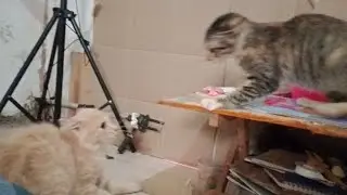 Katzen k&auml;mpfen, w&auml;hrend sie sich in meinem Zimmer entspannen