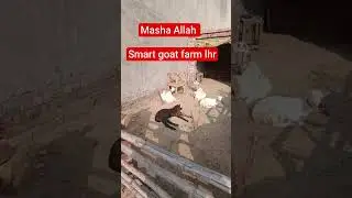 smart goat farm Lahore