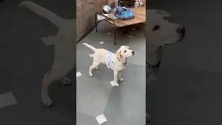 Arre batao 😂 #shorts #youtubeshorts #animals #pets #labrador #puppy #dogs #dogshorts #india #like