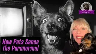 How Pets Sense the Paranormal | The Willow Report