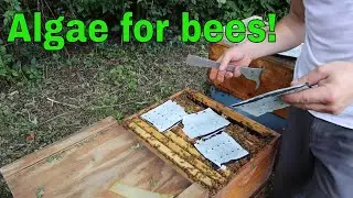 🔵Algae pollen patty trial. (Healthy bees patties)