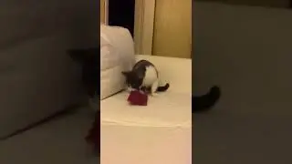Eddy e suo spugnetta