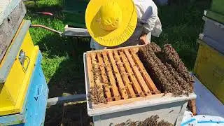 Albine,  vrem să  roim !!!