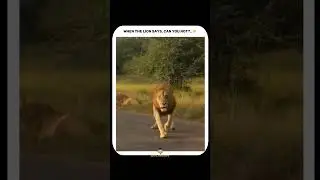 Bro just wanted some privacy with his girl. Lion with lioness.#lion #lionking #lioness