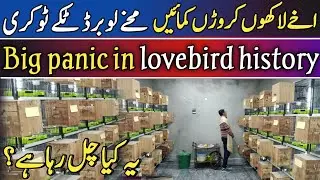 Birds Farming Business In Pakistan | How To Start Birds Business | Big Panic In Lovebird History