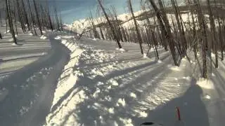 2011 M8 Trees