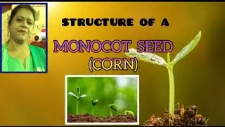 Monocot Seed Structure||Structure Of A Monocot Seed||Corn Seed Structure