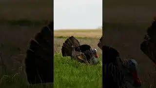 Up close and personal with this old gobbler. #springturkey #hunting #turkeyhunting #wildturkey