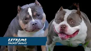 The Extreme Pocket Bully - Top Studs 2023 - ABKC Ch Homicide & King Koopa