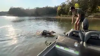 Labrador Retriever Virgil Shows Off His Retrieving Skills!