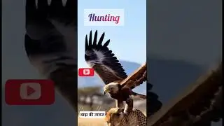 Hawk Hunting pyre#trending #shortsfeed #viralvideo #youtubeshort #viral