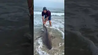 Sand Tiger Shark Catch & Release 🤙🏻  #sharkfishing #sharklife #fishing #lbsf #giantsharks #sharks