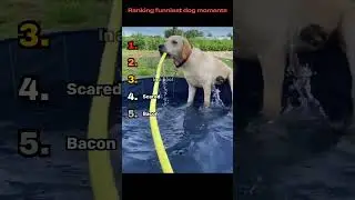 Ranking The Funniest Dog Videos Caught On Camera