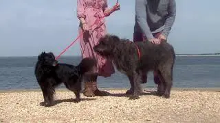 Harness Lead 2-in-1 Harness & Leash with Rubber Stops on QVC
