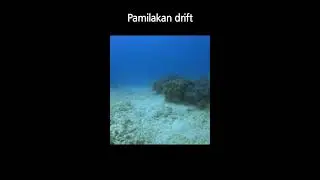 Pamilacan drift diving
