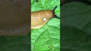 Wounded Slug eating potato leaf HD close up NEVER SEEN!