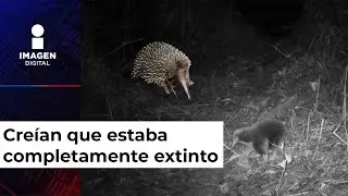 Cient&iacute;ficos redescubren a animal que se cre&iacute;a extinto; as&iacute; lo captaron en estado silvestre