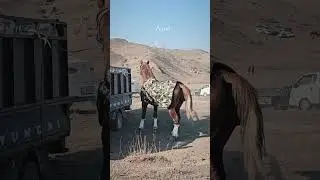 #music #deephouse #umarkeyn #newmusic #davvi #horse #equestrian #dndm #лошади