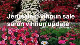 Jerusalem Daisy vihnun sale/Saron update phn 8731983093