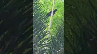 #Black #crow #crowing #loudly on tall Foxtail Palm tree #shortvideo #shorts #video #birds #nature