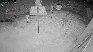 2026-01-14 - Day - Friends of Alta - Alta, UT - Live Stream Bird Feeder Cam (FiRN)