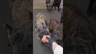 Feeding the Beasts #presacanario #shorts